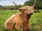 Highland cow Highland cow